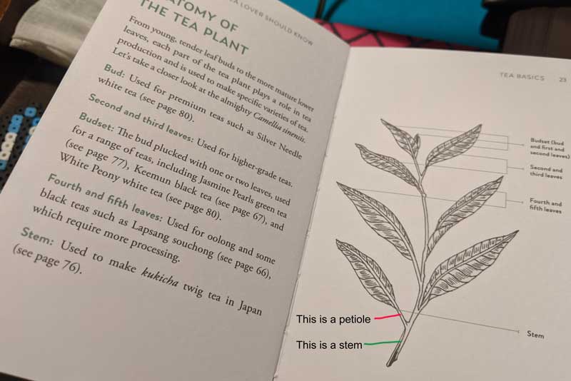Correction for anatomy of the tea plant